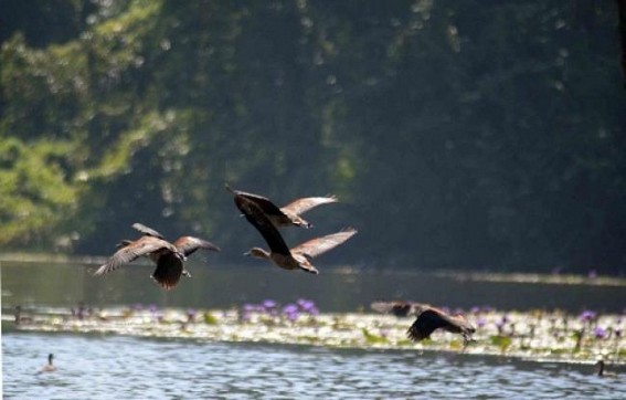 Sepahijala Zoo resumes: Vaccination of animals ends, said V K Bahuguna Sepahijala Zoo resumes: Vaccination of animals ends, said V K Bahuguna
